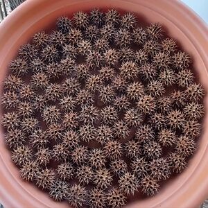 Sweetgum Balls 100ct